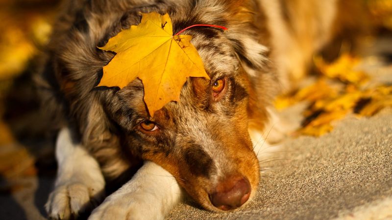australian shepherd, sheet, look, dog, 4k