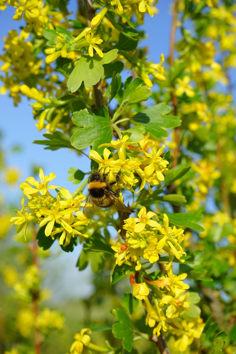 ribes aureum flowers yellow bush branch shrub 4k