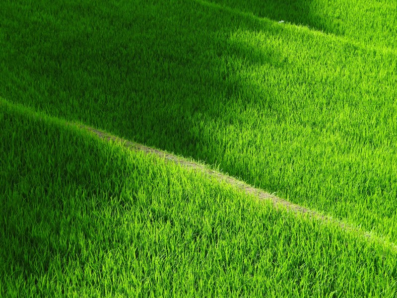 rice terraces yamadas rice fields japan rice green 4k