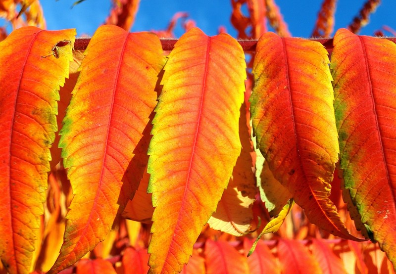 rhus vinegar tree leaves deciduous rhus typhina 4k