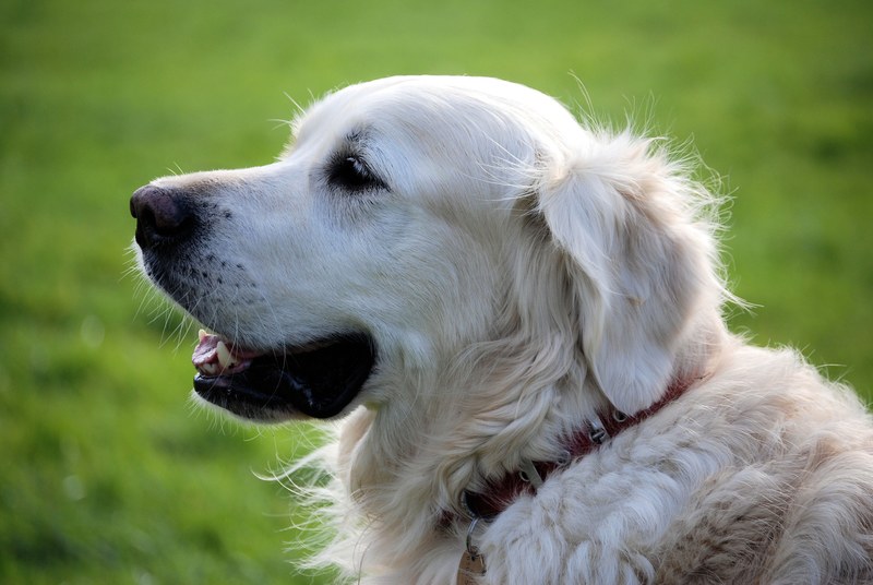 retriever canine pet animal white dog fur 4k