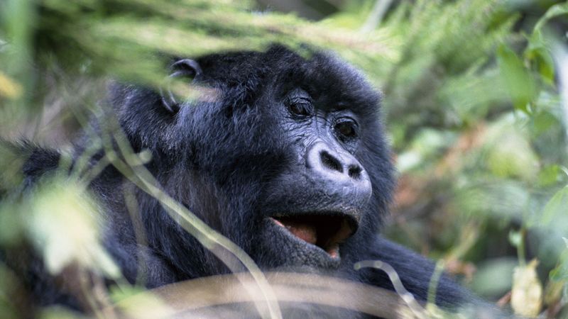 gorilla, monkey, face, eyes, 4k