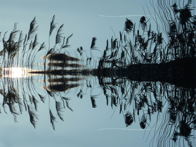 reed water mirroring lake bank nature landscape 4k