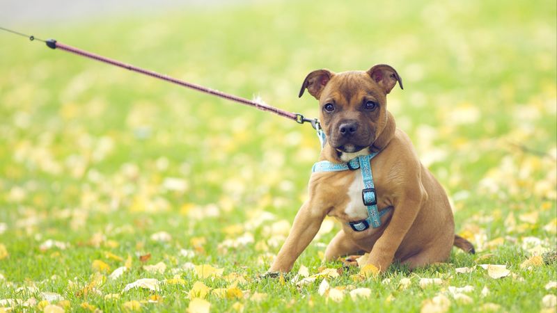 dog, face, grass, flowers, leash, 4k