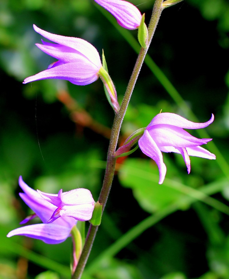 red waldvöglein orchid wild flower pink 4k