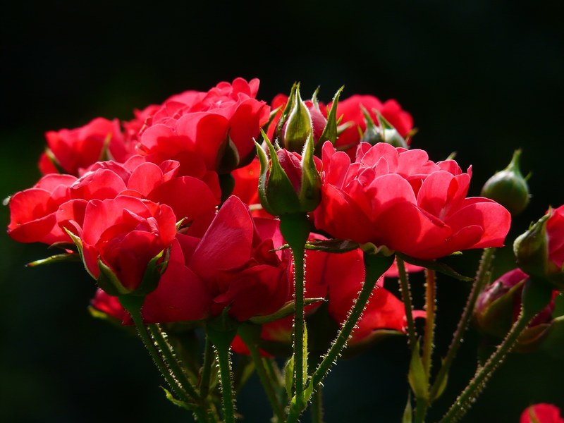 red roses rose roses back light flower blossom 4k