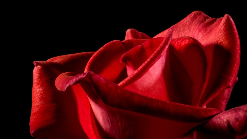red rose rose rose bloom blossom bloom flower red 4k