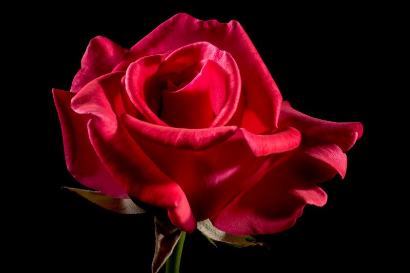 red rose rose rose bloom blossom bloom flower red 4k