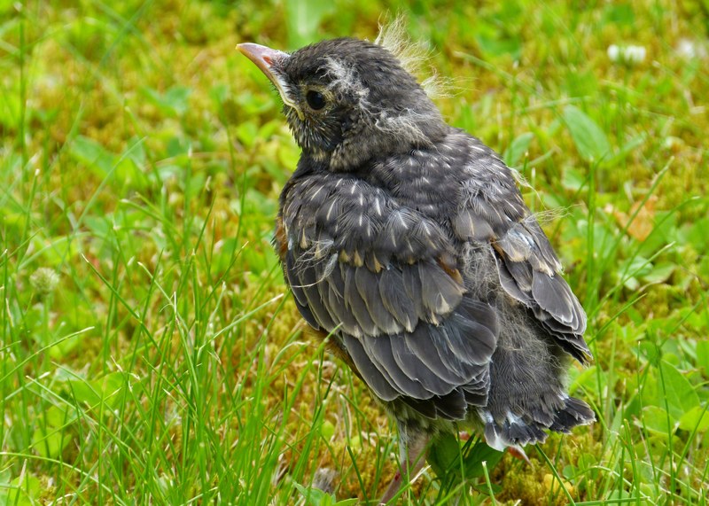 red robin bird feathered nature wildlife animal 4k