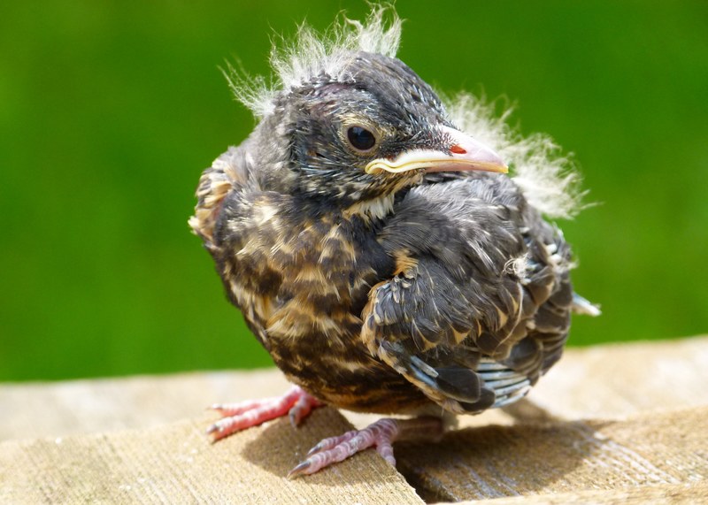 red robin chick young bird feathered nature 4k