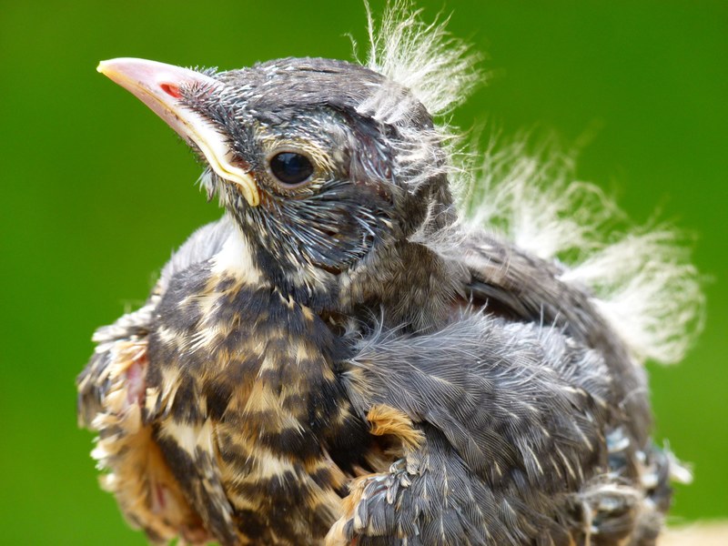 red robin bird chick nature animal young macro 4k