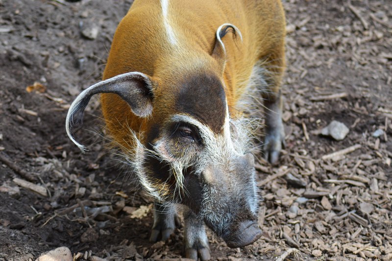 red river hog potamochoerus porcus bush pig wild pig 4k