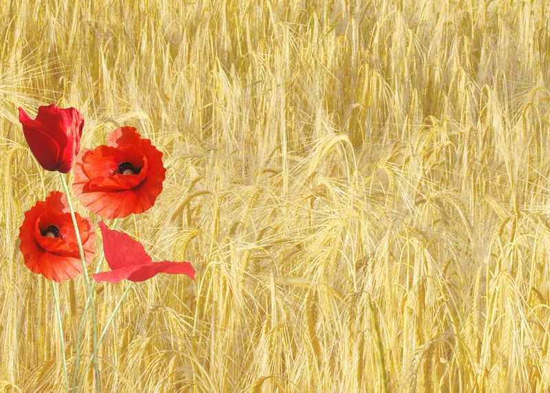 red poppy papaver rhoeas corn field nature plants 4k