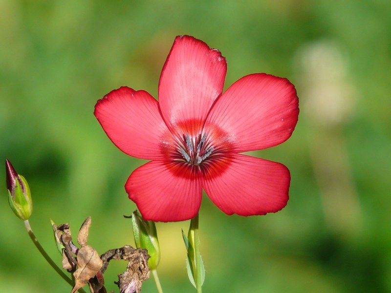 red lein blossom bloom flower red translucent 4k