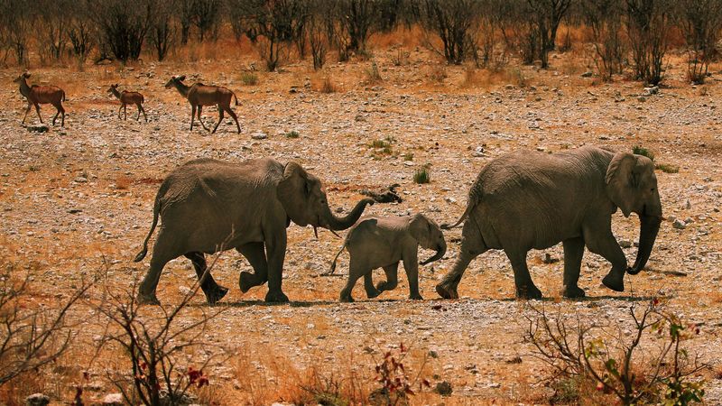 elephants, family, walk, sand, rocks, bushes, 4k