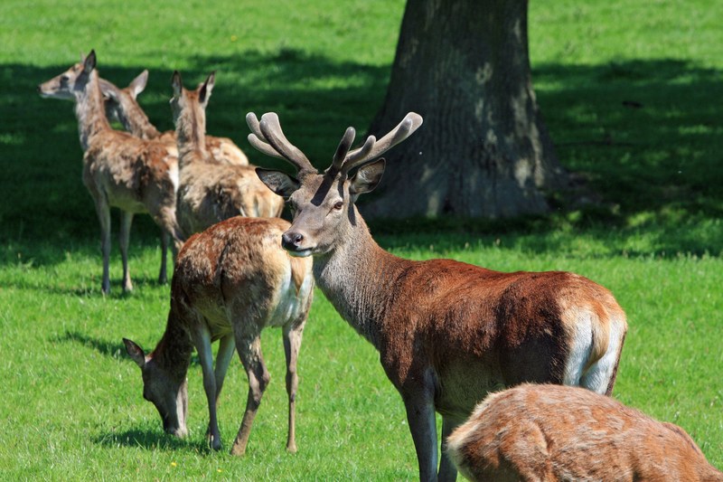 red deer herd stag hind buck hart deer wildlife 4k