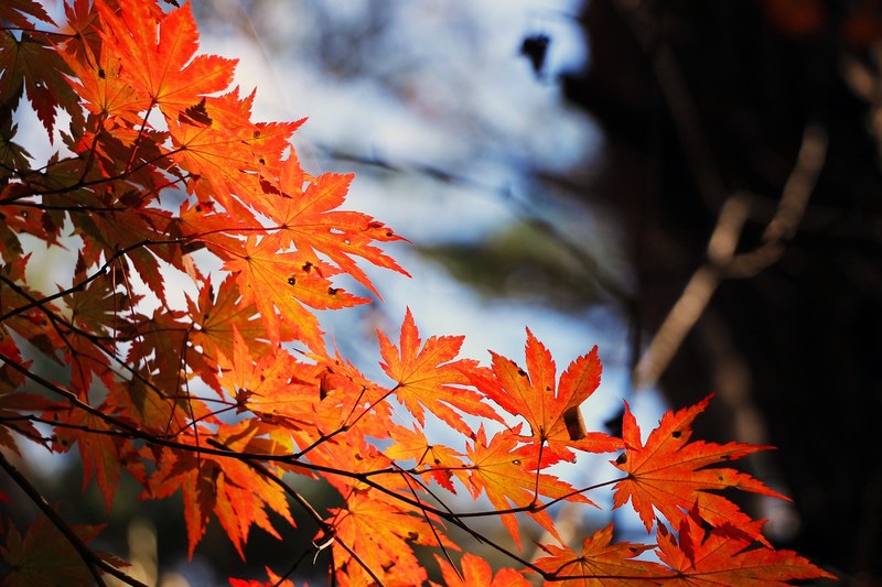 red maple leaf autumn autumn leaves wood the leaves 4k