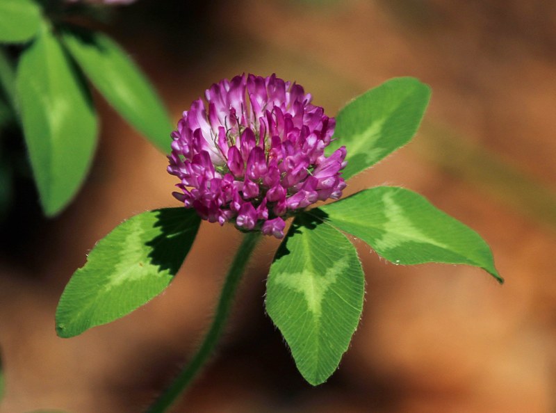 red clover flower trifdium pratense medicinal plant 4k