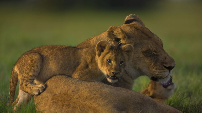 lion, face, calves, cubs, 4k