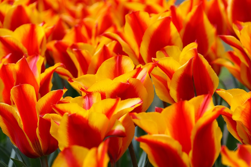 red yellow tulips tulip green background 4k