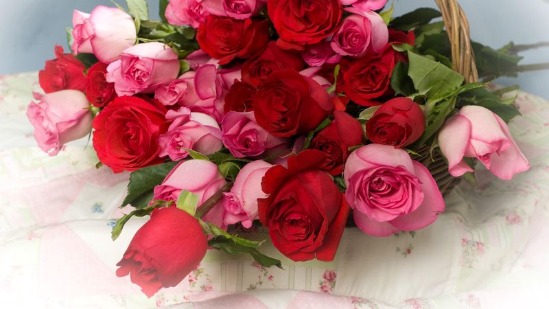 roses, flowers, lot, basket, 4k