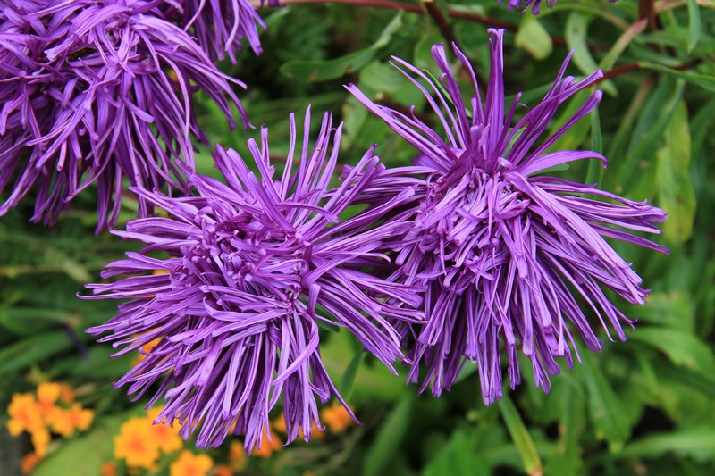 rays aster aster blossom bloom plant flower 4k