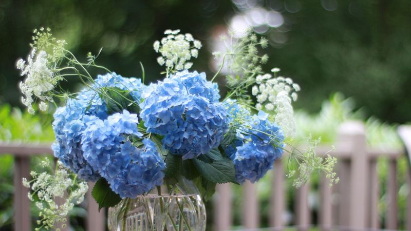 hydrangea, vase, bouquet, sharpness, 4k