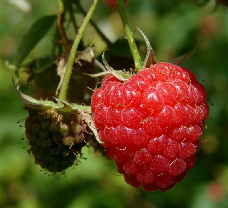 raspberry berry fruit red close up sweet macro 4k