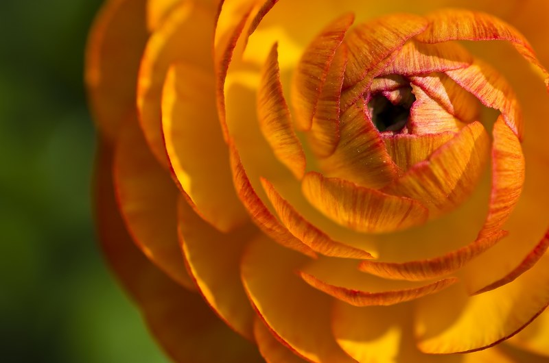 ranunculus flower blossom bloom close bloom plant 4k