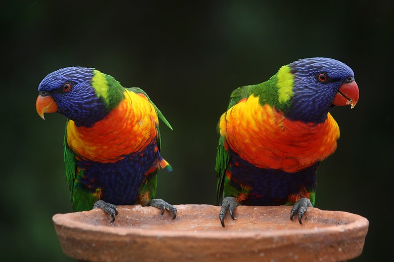 rainbow lorikeet parrots australia rainbow colorful 4k