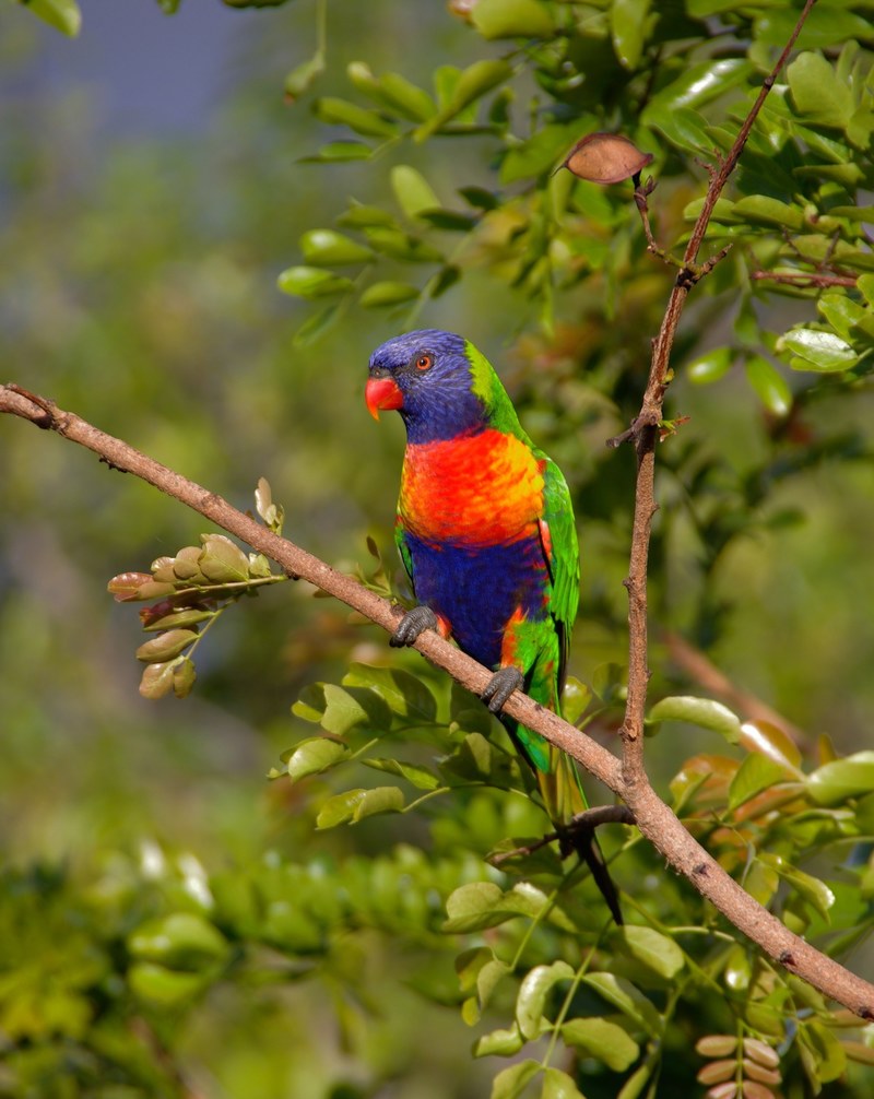 rainbow lorikeet parrot colourful bird australian 4k