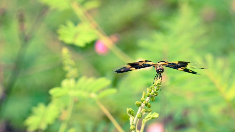 plant, flower, blur, butterfly, 4k