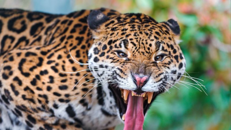 jaguar, face, teeth, predator, big cat, 4k HD Wallpaper