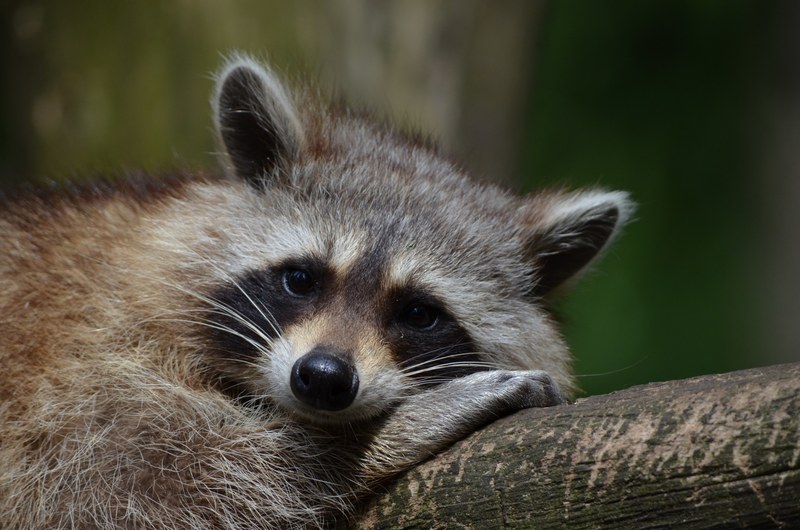 raccoon bear zoo saeugentier 4k