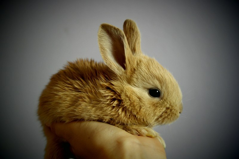 rabbit palm hand snatch redheaded ears by detail 4k