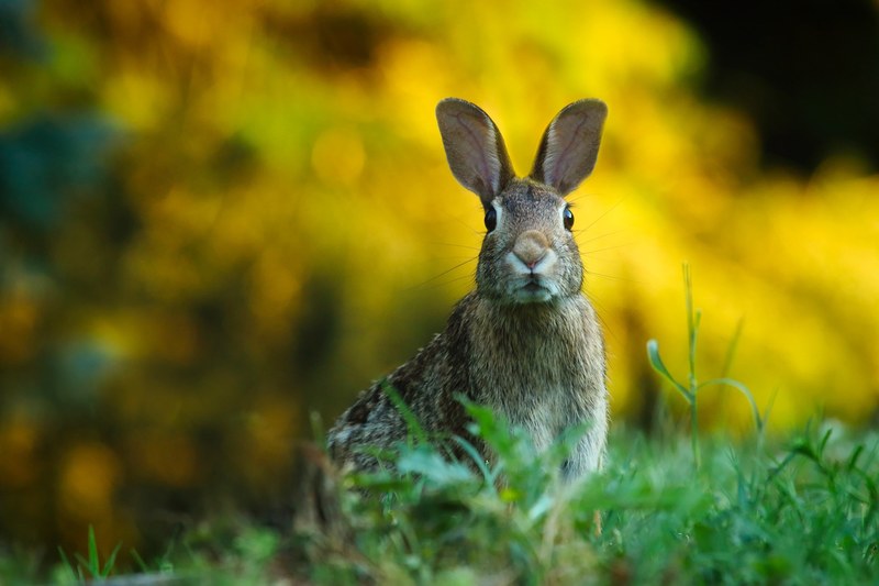 rabbit hare animal wildlife cute macro closeup 4k