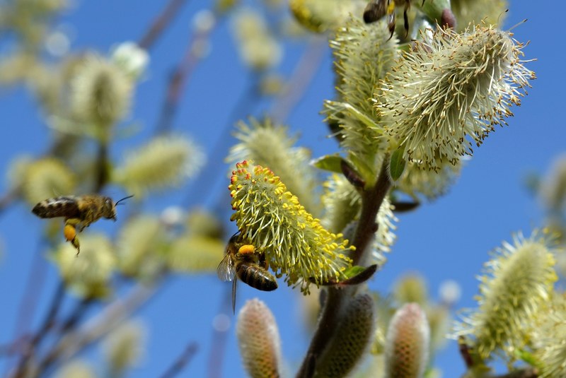 pussy willow spring bees pasture pollen insect 4k