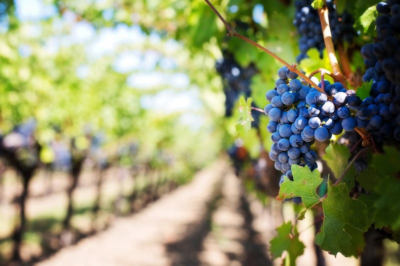 purple grapes vineyard napa valley napa vineyard 4k
