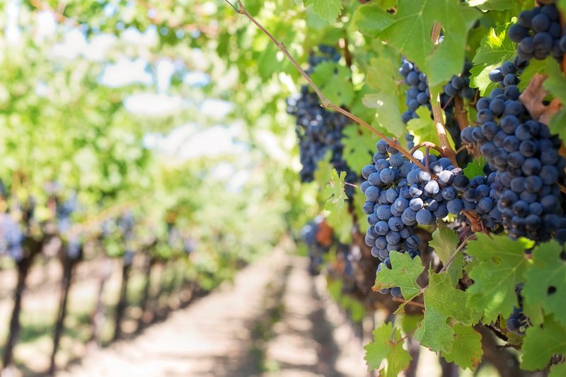 purple grapes vineyard napa valley napa vineyard 4k