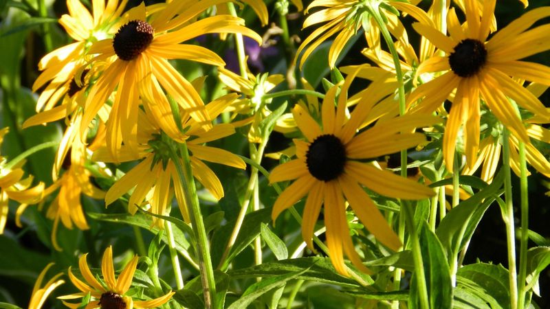 rudbeckia, flowerbed, close up, sharpness, 4k