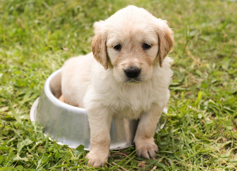 puppy golden retriever dog in the free young pet 4k