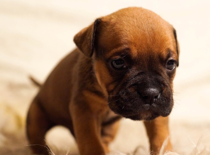 puppy dog pet cute brown sitting sad portrait 4k