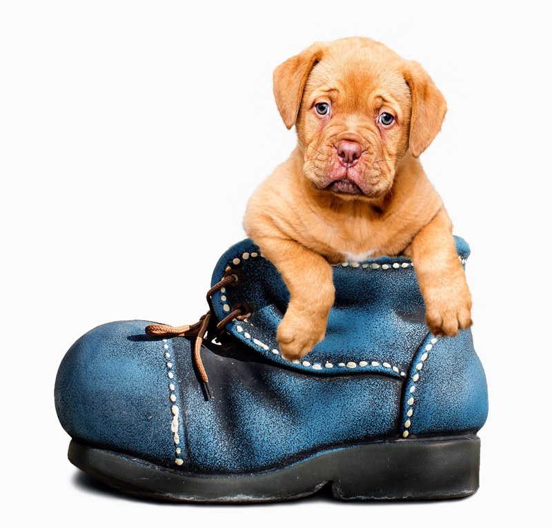 puppy dog cute canine pet animal white adorable 4k