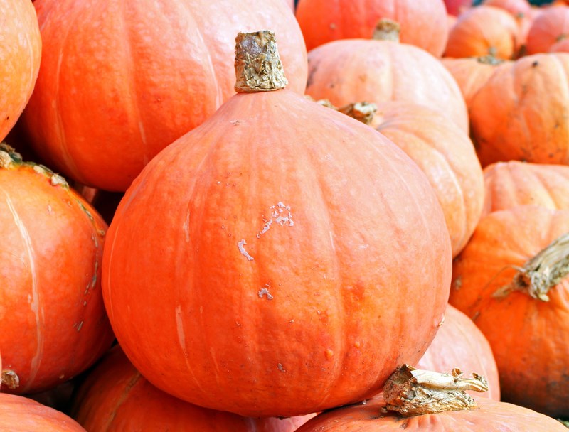 pumpkins hokkaido autumn october harvest 4k