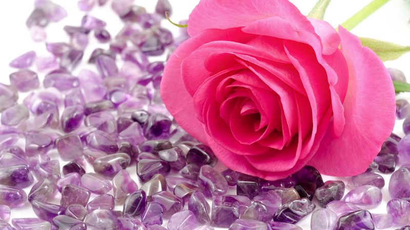 rose, flower, stone, close-up, 4k