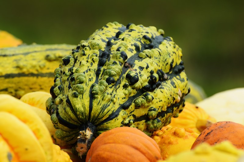 pumpkins autumn autumn decoration harvest 4k
