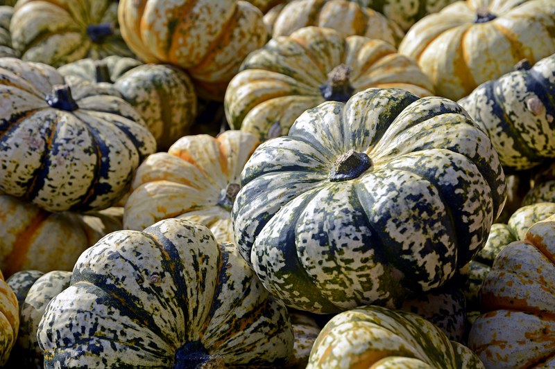 pumpkin gourd autumn thanksgiving decoration 4k