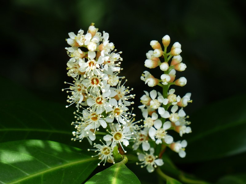 prunus laurocerasus blossom bloom white bud bush 4k