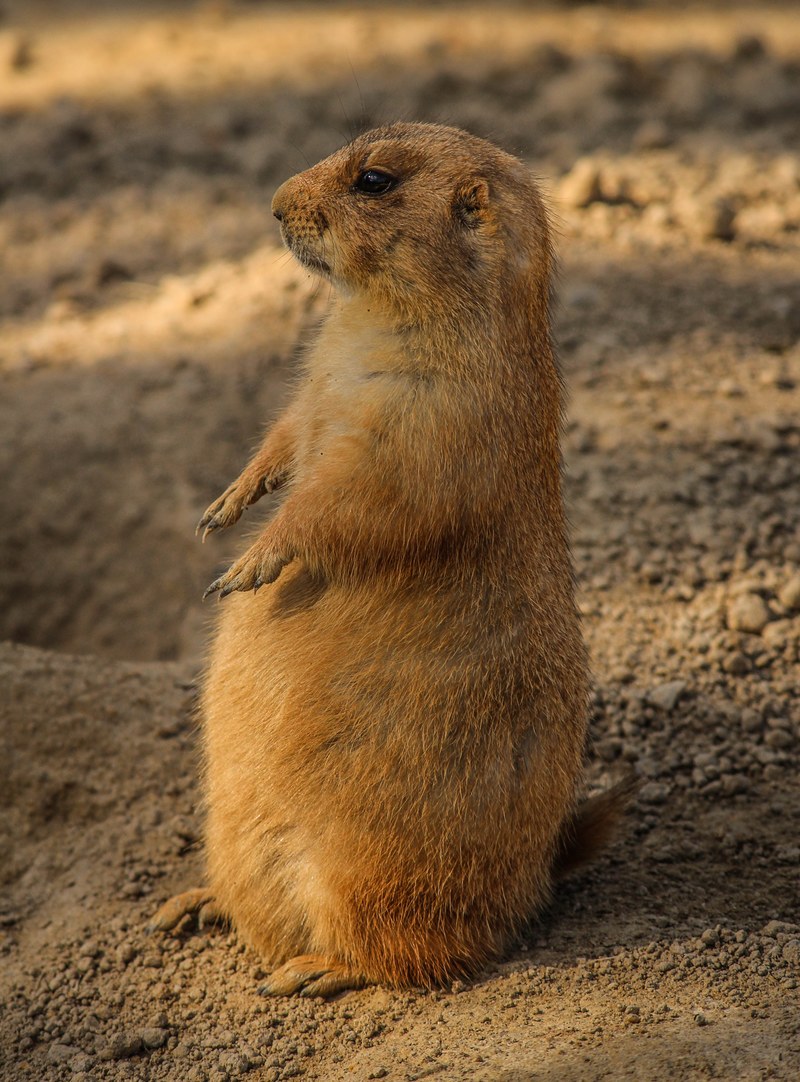 prairie dog cynomys burrowing rodent ground squirrel 4k