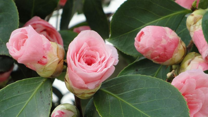camellia, buds, leaves, close up, 4k